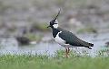 Vipe - Northern lapwing (Vanellus vanellus) male